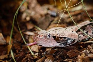 Hochgiftiger Neuzugang im Zoologisch-Botanischen Garten Stuttgart